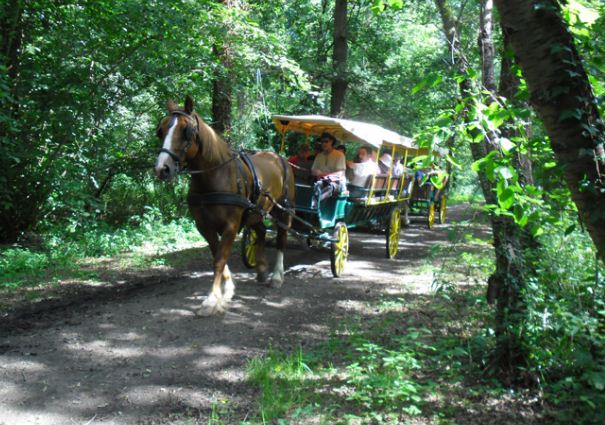 Location de calèche, promenade, nature